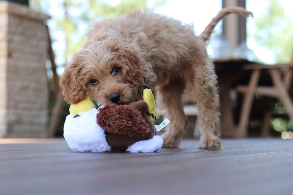 What's the most efficient housetraining schedule for a Toy Poodle puppy?