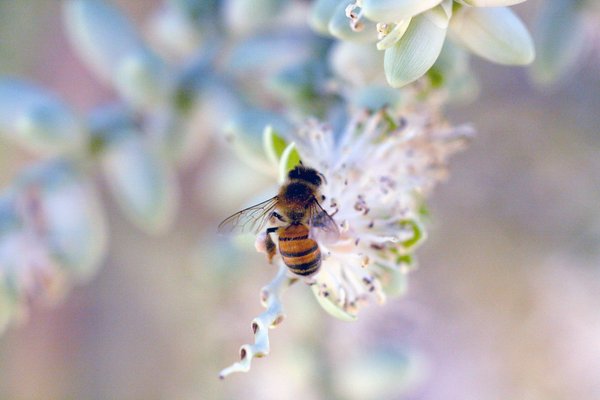 How are UK's pesticide regulations changing to protect pollinating insects?